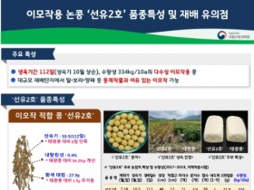 농촌진흥청, 이모작 콩 ‘선유2호’ 1.5배 빽빽이 심으면 수확 편리