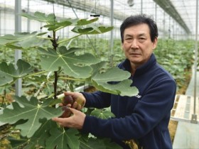 무화과의 고장 영암서 전국 최초 무화과 마이스터 탄생