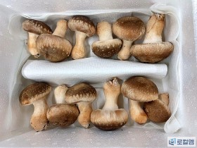 정읍 '유한회사 한터'의 송화버섯이 특별한 이유는?