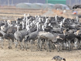 3월 연휴 순천만으로 흑두루미 탐조 여행 가볼까?