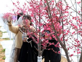 활짝 핀 ‘홍매화’와 이벤트로 더 풍성해진 강진 청자축제장