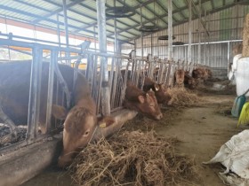 전남도, 한우농가 사료구매자금 상환기간 1년 연장