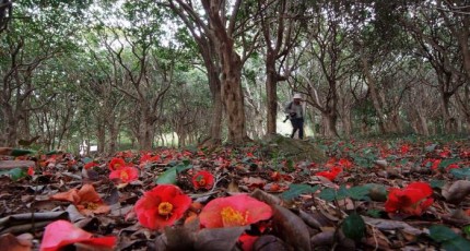 만덕산 백련사 동백축제, 1500그루 붉은 동백 장관...강진 대표 봄 명소