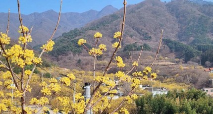 전남에서 만나는 3월 꽃 축제의 향연 TOP5