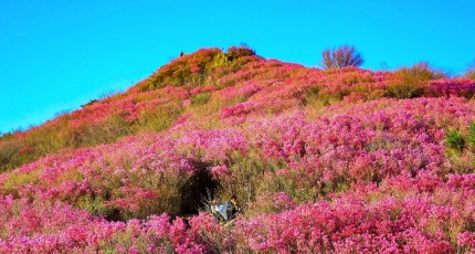 여수 영취산진달래축제, 초대가수와 풍성한 체험행사