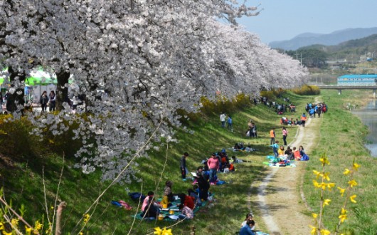 봄밤 수놓는 불꽃·공연 향연, 순창 옥천골벚꽃축제 내달 2일 개최