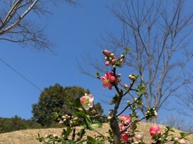 봄의 선물 ‘명자나무 특별전' 신안군, 분재공원 개최