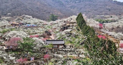 광양매화마을, 지금이 절정! 매화꽃의 향연