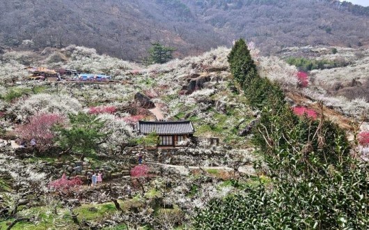 봄맞이 광양매화축제 3월 개막… '지속가능 축제'로 전환
