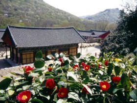 4월초 만개하는 고창군 선운사 동백꽃…3000여 그루 활짝