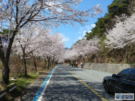 주말 절정...구례 섬진강 벚꽃길, 더 화려해진 꽃길