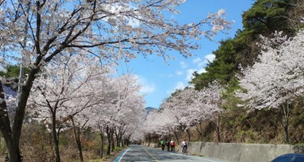 주말 절정...구례 섬진강 벚꽃길, 더 화려해진 꽃길