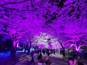낮과 밤 모두 아름다운…고창군, ‘제3회 고창 벚꽃축제'