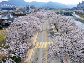 4km 벚꽃터널 활짝, 정읍벚꽃축제 완벽 가이드