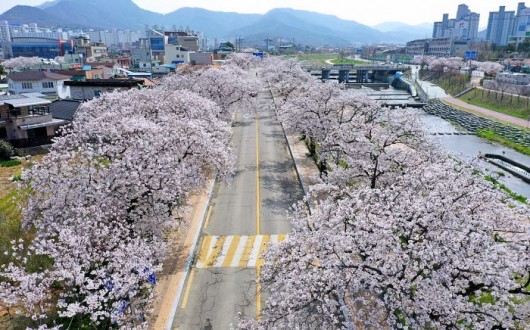 정승환·민경훈 총출동…35주년 정읍 벚꽃축제 4월 3일 개막
