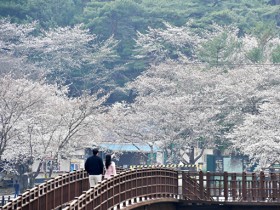 담양 추월산 벚꽃축제’, 5~6일 화려한 개막