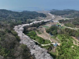 4월 고흥 여행 TOP2, 벚꽃과 유채꽃이 가득한 봄 여행지