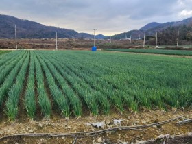 전남산 대파 최대 40할인…전국 하나로마트서