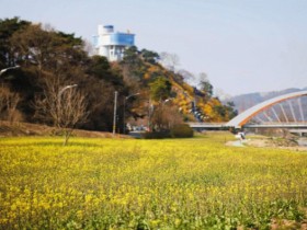 화순 봄꽃축제 18일 꽃강길서 개최