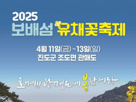 “오메! 관매도에 봄 왔어라”, 진도 보배섬 유채꽃 축제