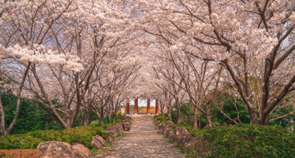 목포의 봄꽃 절경을 즐길 수 있는 명소 TOP 4