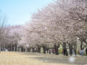 벚꽃 가득한 산책로, 순천 ‘풍덕 수변공원’으로 가보자