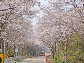 한국의 아름다운 길 100선, 임실 옥정호 순환도로 벚꽃 만개…주말 피크
