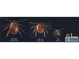 질병관리청, '참진드기' 활동 시작, 조심 또 조심!" 당부