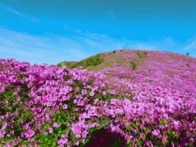 바다와 어우러진 꽃구경…보성 일림산 철쭉문화행사