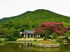 전라남도 진도 운림산방 배롱나무, 산림청 올해의 나무로 선정