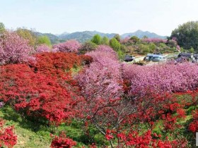 완산공원 꽃동산, 이번 주말 봄꽃 절정... 2만 명 상춘객 발길