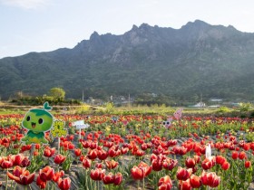 영암 월출산을 배경으로 월비마을에 튤립이 한창