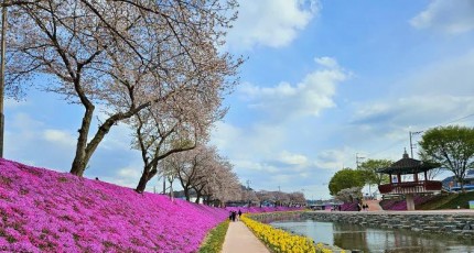 “70만 송이 봄꽃의 기적”…순창 양지천, 꽃길 명소로 재탄생