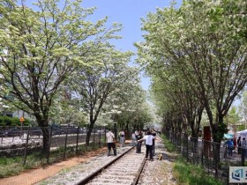 하얀 이팝나무 터널 아래 펼쳐지는 풍성한 축제, '2025 전주 이팝나무 축제'