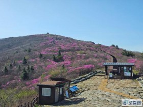 작년보다 늦은 구례 지리산 노고단 진달래 개화