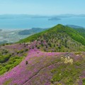 화려한 ‘보성 일림산 철쭉’구경하러 보성가자!