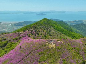 화려한 ‘보성 일림산 철쭉’구경하러 보성가자!