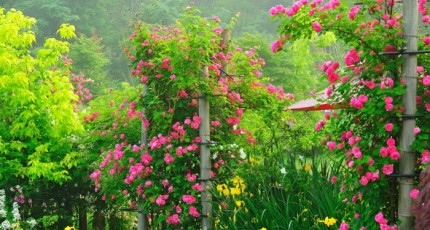 전남 제2호 민간정원…제16회 담양 죽화경 데이지 장미축제 개최