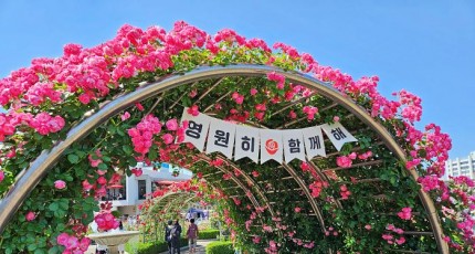 5월 1만9000송이 장미의 향연, 조선대 장미축제