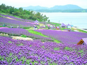 2천만 송이 라벤더 물결, 퍼플섬에서 5월 힐링 여행