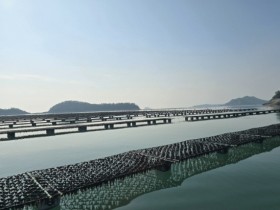 전남 물김 생산량 54만톤·생산액 8천408억…역대 최대