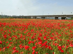 나주시, 영산강정원 들섬·둔치체육공원 일대 4만3천여평 꽃양귀비밭 조성