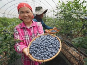 땅끝해남이 키운 블루베리 수확 본격, 극조생 신품종 확대