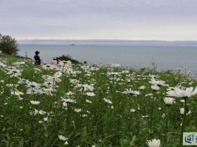 변산마실길 2코스, 하얀 물결 이루는 샤스타데이지 꽃밭 장관