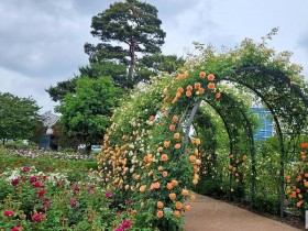 장미108종 만개한 광주시청 장미원, 야간조명도 인기