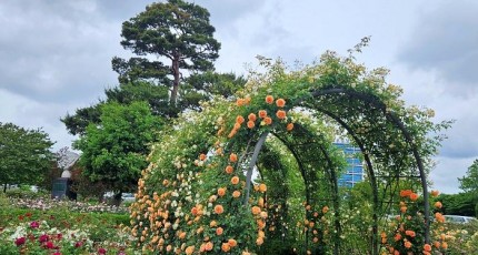 장미108종 만개한 광주시청 장미원, 야간조명도 인기
