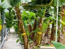 친환경 농법으로 재배한 해남바나나, 건강 간식으로 인기