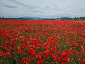 넓은 꽃양귀비 구경! 나주 영산강변으로 가자