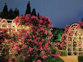 꽃의 도시 광양, 도심 곳곳에 수천만 송이 장미꽃 ‘활짝’