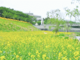 5만㎡ 규모의 꽃 단지 조성… 구례, 서시천 고수부지 꽃밭 조성